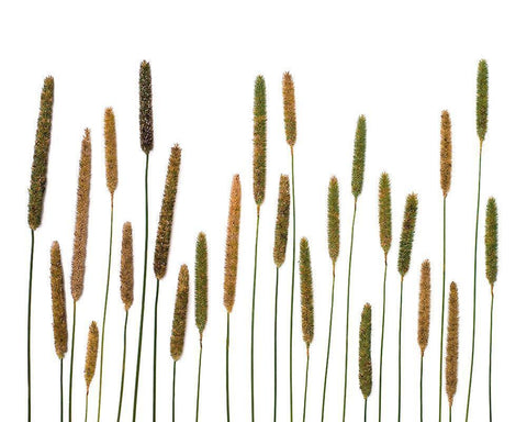 Timothy White Modern Wood Framed Art Print with Double Matting by Rosenthal, Barry