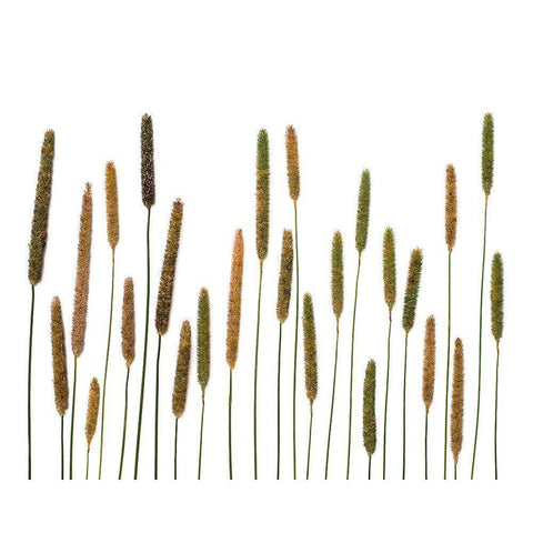 Timothy Black Modern Wood Framed Art Print by Rosenthal, Barry