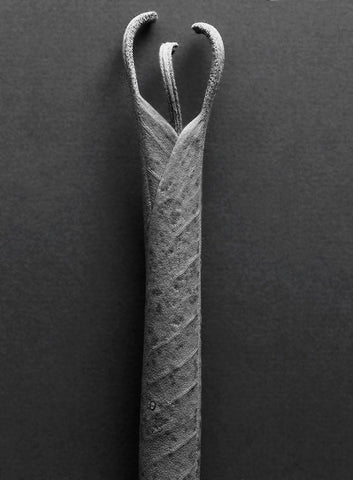 Mountain Leaves 2 White Modern Wood Framed Art Print with Double Matting by Rosenthal, Barry