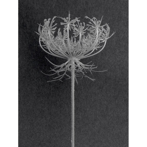 Queen Anne Lace Black Modern Wood Framed Art Print with Double Matting by Rosenthal, Barry