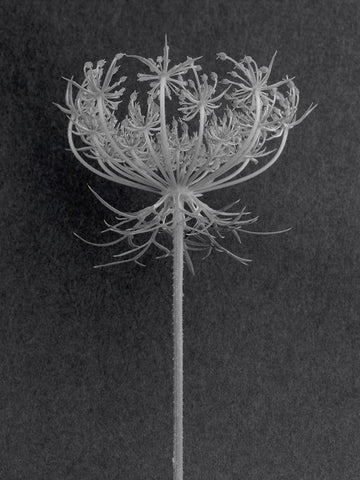 Queen Anne Lace White Modern Wood Framed Art Print with Double Matting by Rosenthal, Barry