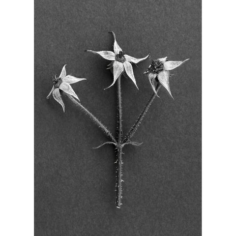 Rose Hips Black Modern Wood Framed Art Print with Double Matting by Rosenthal, Barry