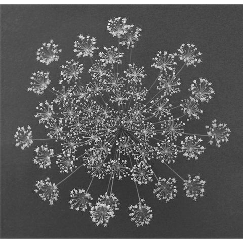 Dill Top View Black Modern Wood Framed Art Print with Double Matting by Rosenthal, Barry