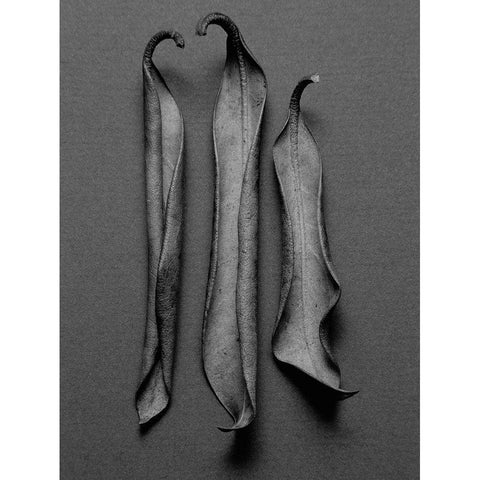 Mountain Leaves 1 Black Modern Wood Framed Art Print by Rosenthal, Barry