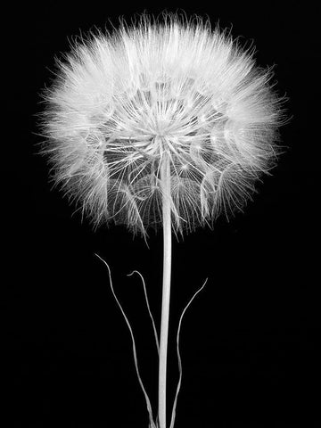 Salsify White Modern Wood Framed Art Print with Double Matting by Rosenthal, Barry