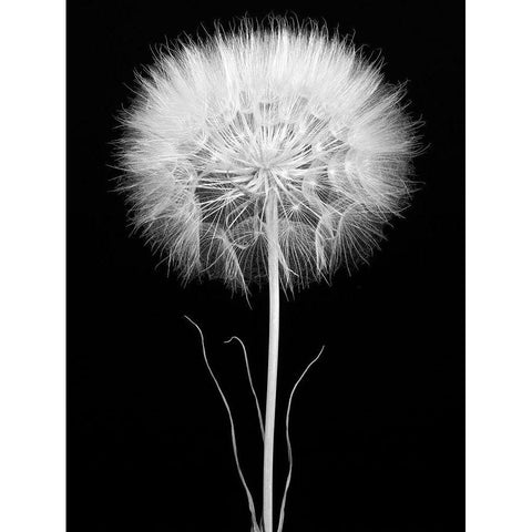 Salsify Black Modern Wood Framed Art Print with Double Matting by Rosenthal, Barry