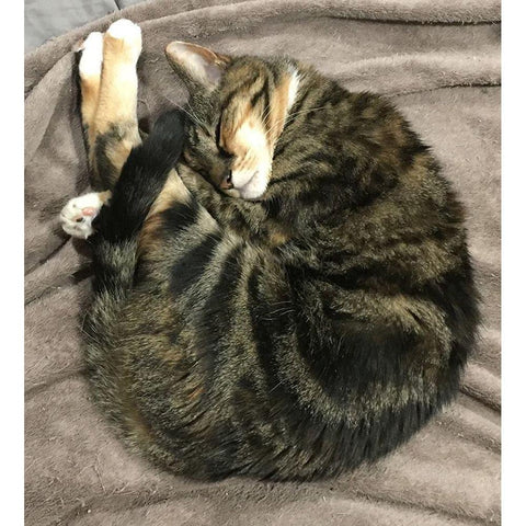 Leia Circle Black Modern Wood Framed Art Print with Double Matting by Selby, Jill