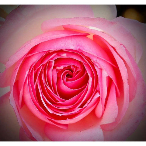 Monecito Rose White Modern Wood Framed Art Print by Vizvary, Susan