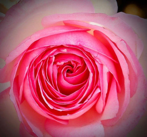 Monecito Rose White Modern Wood Framed Art Print with Double Matting by Vizvary, Susan