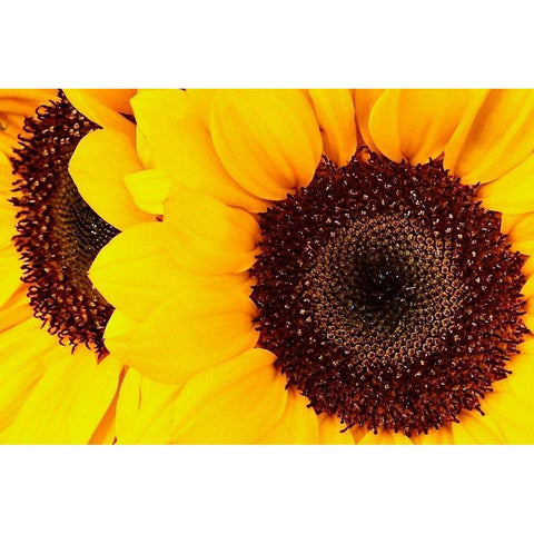 RT 66 Towing White Modern Wood Framed Art Print by Vizvary, Susan