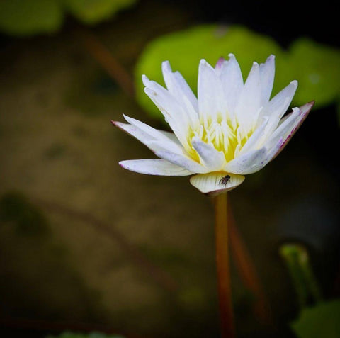 Lily and Fly Black Ornate Wood Framed Art Print with Double Matting by Vizvary, Susan