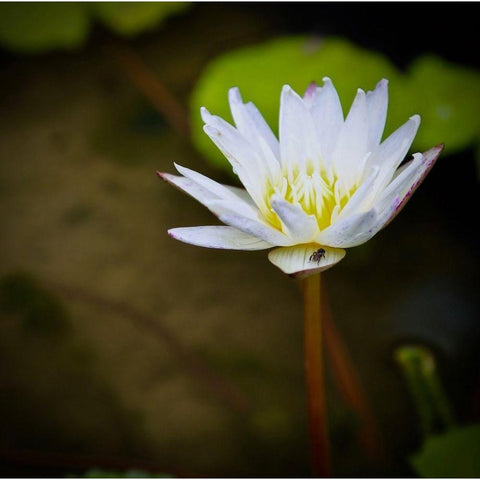 Lily and Fly White Modern Wood Framed Art Print by Vizvary, Susan