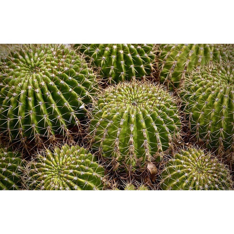 Succulant White Modern Wood Framed Art Print by Vizvary, Susan