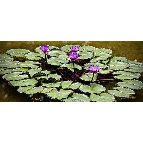 Purple Lily Pond White Modern Wood Framed Art Print by Vizvary, Susan
