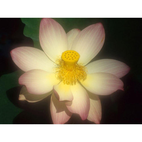 Lotus Flower Black Modern Wood Framed Art Print by Vizvary, Susan