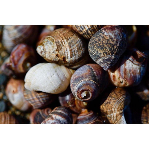 Spiral Shells White Modern Wood Framed Art Print by Vizvary, Susan