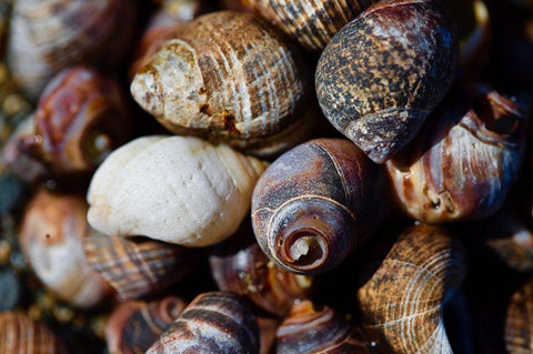 Spiral Shells Black Ornate Wood Framed Art Print with Double Matting by Vizvary, Susan