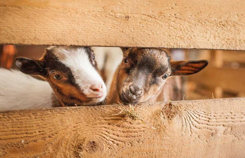 Spring Lamms White Modern Wood Framed Art Print with Double Matting by Henk van Gog