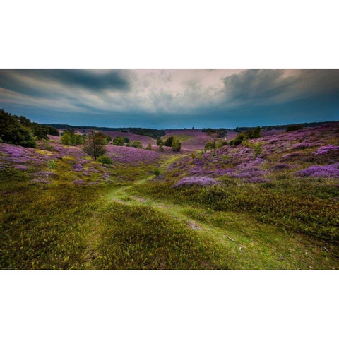 Landscape in purple White Modern Wood Framed Art Print by Henk van Gog