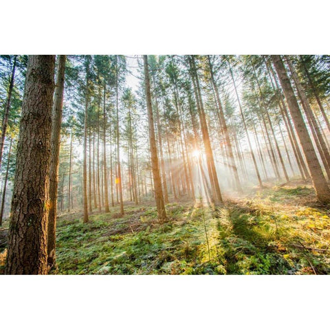 Sunflare 1 White Modern Wood Framed Art Print by Henk van Gog