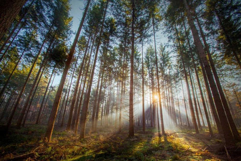 Sunflare 2 White Modern Wood Framed Art Print with Double Matting by Henk van Gog