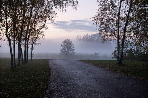 Foggy Morning II White Modern Wood Framed Art Print with Double Matting by Carlier, Dick