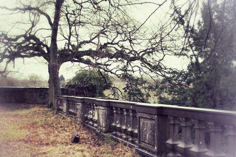 Lonely Tree Black Ornate Wood Framed Art Print with Double Matting by Carlier, Dick