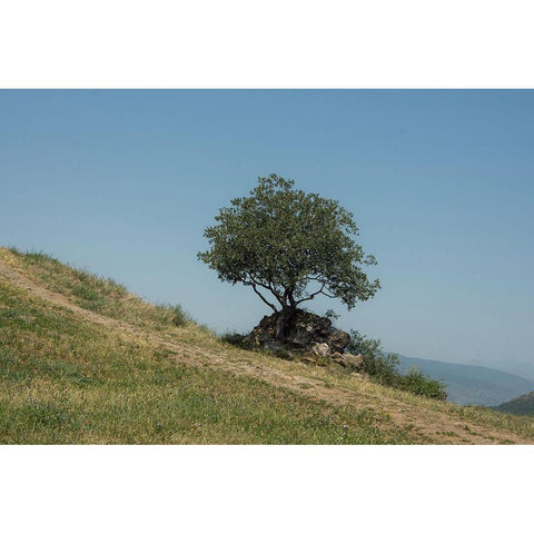 Tree On Hill Black Modern Wood Framed Art Print with Double Matting by Carlier, Dick