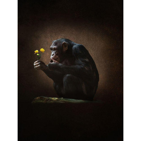 Aap Met Bloem Black Modern Wood Framed Art Print with Double Matting by Babette