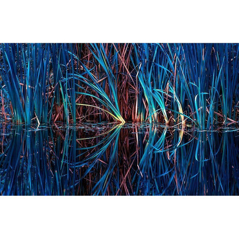 Blue Grass White Modern Wood Framed Art Print by Kostka, Vladimir