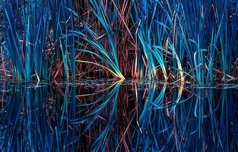 Blue Grass Black Ornate Wood Framed Art Print with Double Matting by Kostka, Vladimir