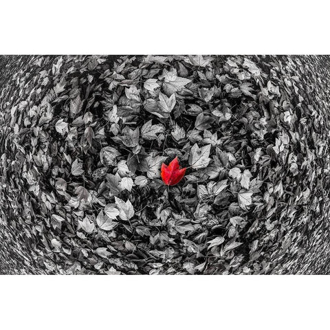 Red Leaf White Modern Wood Framed Art Print by Kostka, Vladimir