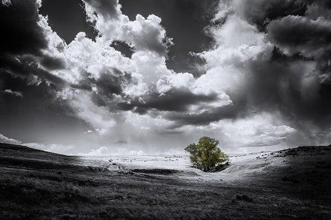 The Green Tree White Modern Wood Framed Art Print with Double Matting by Kostka, Vladimir