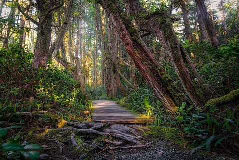 Woods I Black Ornate Wood Framed Art Print with Double Matting by Kostka, Vladimir