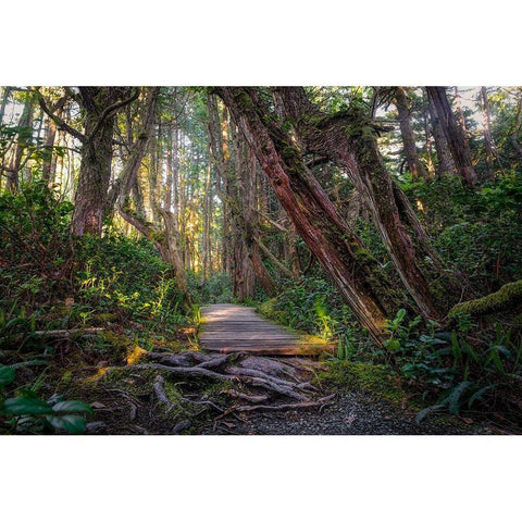 Woods I Black Modern Wood Framed Art Print by Kostka, Vladimir