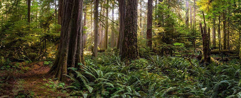 Woods II White Modern Wood Framed Art Print with Double Matting by Kostka, Vladimir