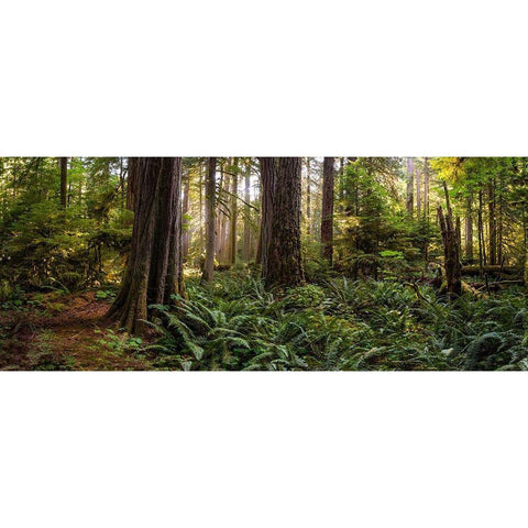 Woods II Black Modern Wood Framed Art Print with Double Matting by Kostka, Vladimir