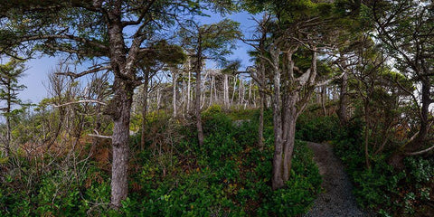 Woods III White Modern Wood Framed Art Print with Double Matting by Kostka, Vladimir