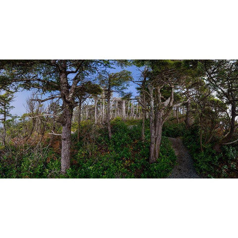 Woods III White Modern Wood Framed Art Print by Kostka, Vladimir