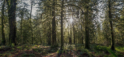 Woods IV Black Ornate Wood Framed Art Print with Double Matting by Kostka, Vladimir