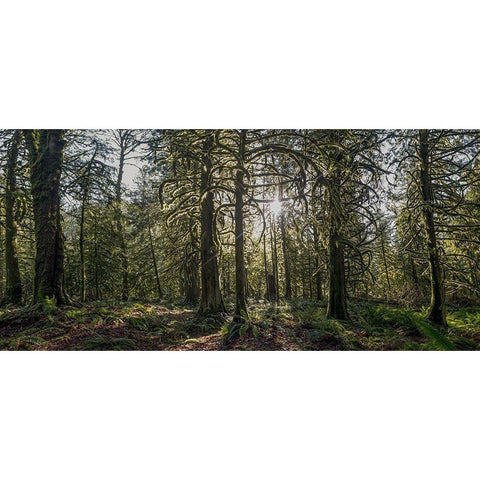 Woods IV Black Modern Wood Framed Art Print with Double Matting by Kostka, Vladimir