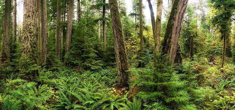 Woods V White Modern Wood Framed Art Print with Double Matting by Kostka, Vladimir