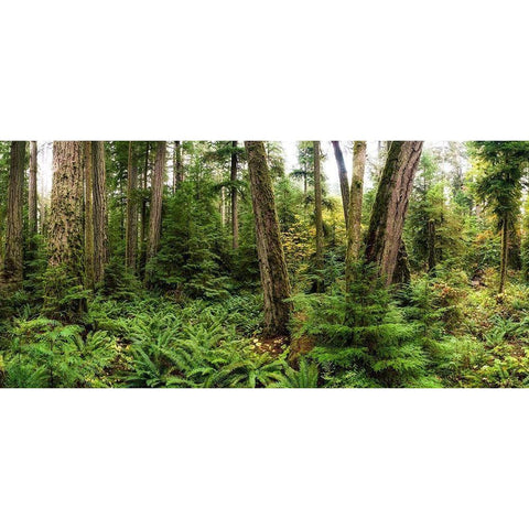 Woods V Black Modern Wood Framed Art Print with Double Matting by Kostka, Vladimir