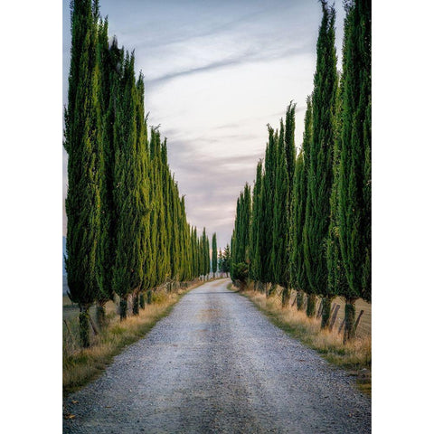 Cypresses Black Modern Wood Framed Art Print with Double Matting by Kostka, Vladimir