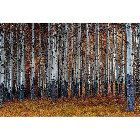 Birches White Modern Wood Framed Art Print by Kostka, Vladimir