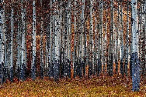 Birches White Modern Wood Framed Art Print with Double Matting by Kostka, Vladimir