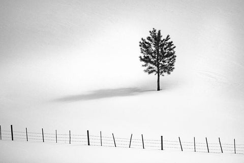 Tree And Fence Bw White Modern Wood Framed Art Print with Double Matting by Kostka, Vladimir