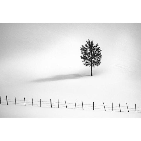 Tree And Fence Bw Black Modern Wood Framed Art Print by Kostka, Vladimir