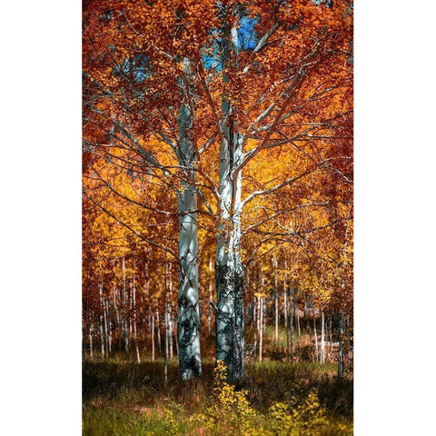 Autum White Modern Wood Framed Art Print by Kostka, Vladimir