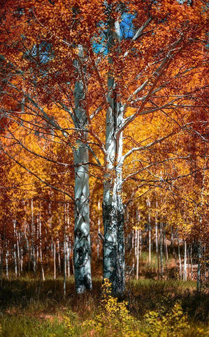 Autum White Modern Wood Framed Art Print with Double Matting by Kostka, Vladimir